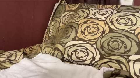 Hennriette    and Sebastian     online show from 12-29-24, 06:27