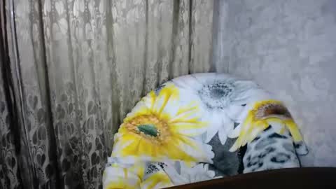 Snapshot of secretcandy222 chatting on 03-01-25, 02:44 secretcandy222 online show from 03-01-25, 02:44