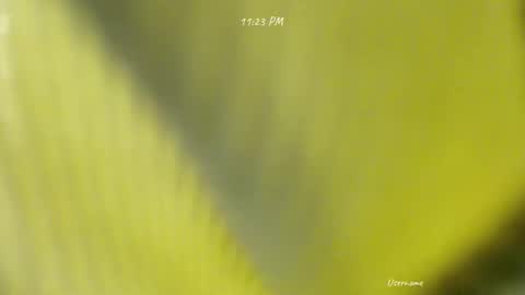 seduce_me_oldman online show from 03-09-26, 03:16