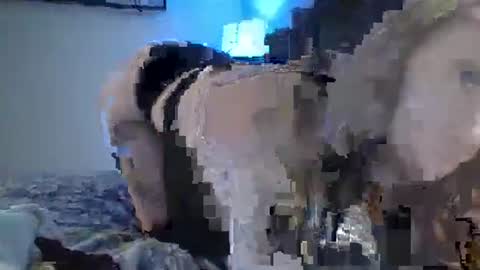 sexxileeah online show from 01-25-25, 04:23