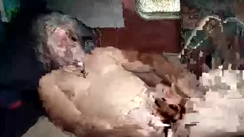 Snapshot of sharoc666 chatting on 03-05-26, 02:02 Shamroc online show from 03-05-26, 02:02