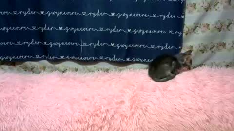 sweetnipples1987 online show from 06-14-26, 07:49
