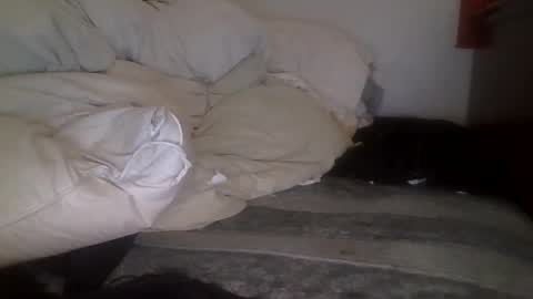 Snapshot of tellias1 chatting on 09-15-25, 10:37 tellias online show from 09-15-25, 10:37