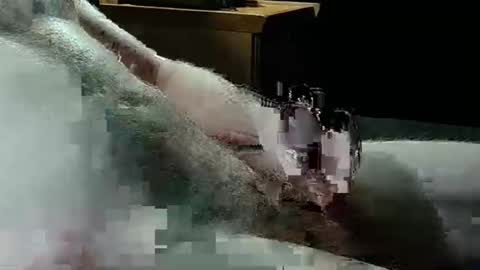 Texas Rose 33 online show from 04-05-26, 09:45