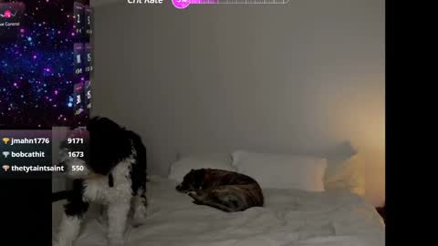 Snapshot of theselina_kyle chatting on 01-25-25, 04:13 Selina Kyle online show from 01-25-25, 04:13