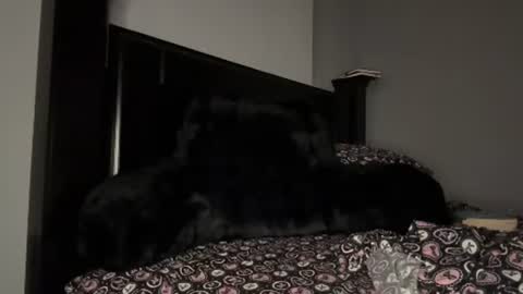Sapphire the Vixen online show from 07-29-26, 03:15