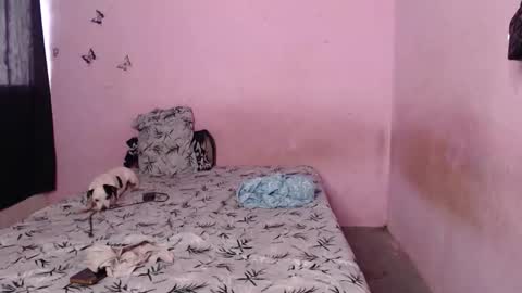 Snapshot of tianiiss_sweet chatting on 11-06-25, 09:37 Tiana online show from 11-06-25, 09:37