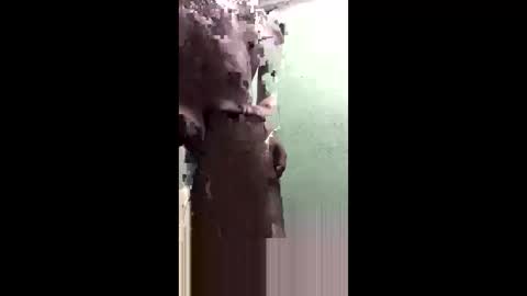 trashboy_gbc online show from 05-18-26, 01:35