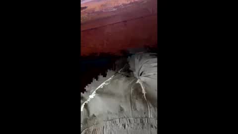 tree553 online show from 01-17-25, 08:44