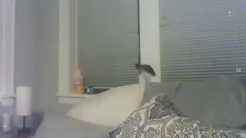 Amber White online show from 02-10-26, 10:30