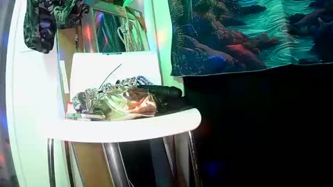 Snapshot of vegasmd chatting on 02-27-25, 11:04 vegasmd online show from 02-27-25, 11:04