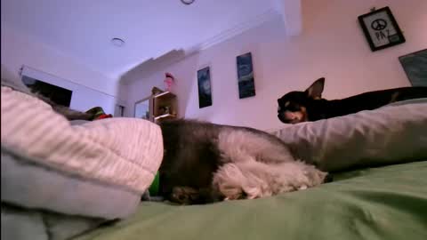 Snapshot of veronnika_hill chatting on 01-17-26, 10:46 veronica online show from 01-17-26, 10:46