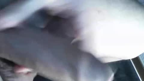 Snapshot of viktorklubb chatting on 03-08-25, 11:39   online show from 03-08-25, 11:39