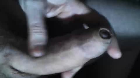 Snapshot of viktorklubb chatting on 10-30-25, 07:36   online show from 10-30-25, 07:36