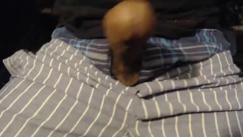 xentric777 online show from 10-31-25, 08:04