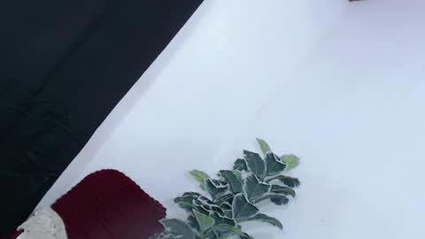 yams_kitty69 online show from 11-22-25, 09:19