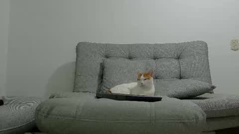 yeisongomezz online show from 07-08-26, 01:21