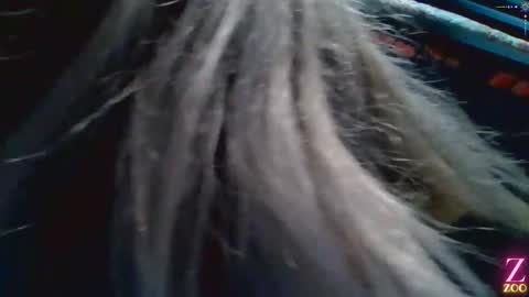 Snapshot of zya_zoo chatting on 12-04-24, 01:36 ZYA online show from 12-04-24, 01:36