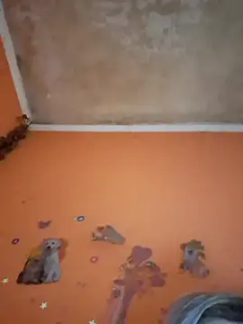 ducicsajsziii online show from 02-11-26, 01:16