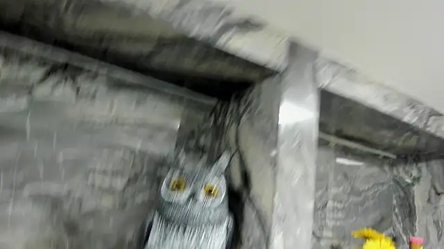 miss danika online show from 10-01-25, 11:05