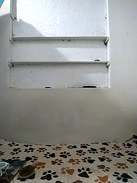 Cameron puppy online show from 04-12-26, 10:20