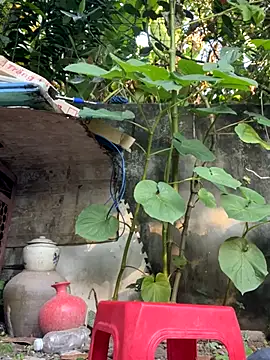   Saphia   online show from 11-27-25, 12:35