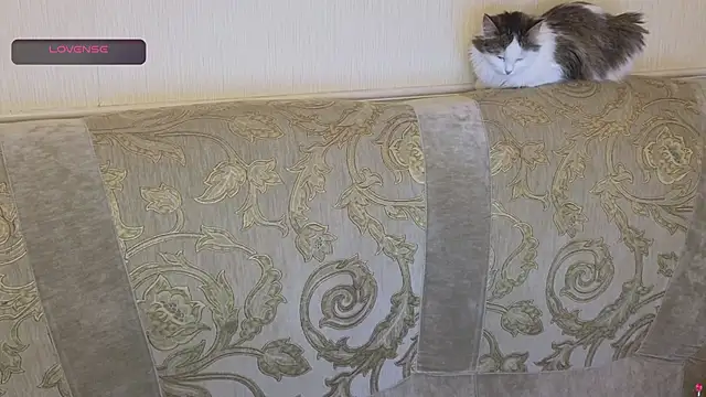 gertanord online show from 10-26-25, 02:23