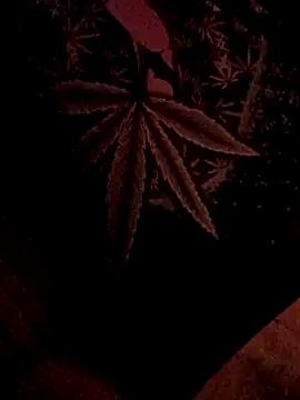 ySqmbVanbe online show from 02-05-26, 07:02