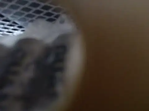 lovense test04 online show from 10-31-25, 09:21