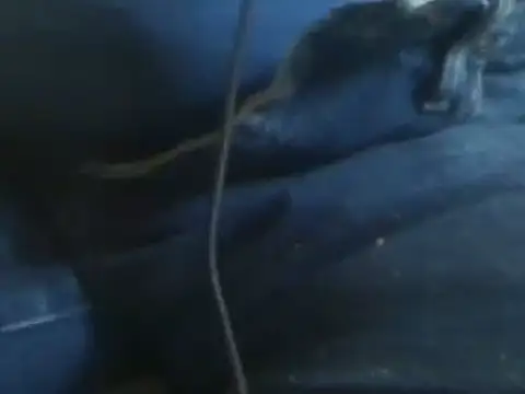 markluvskitty online show from 01-30-25, 08:42