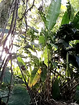 tuwegon online show from 06-17-26, 09:38