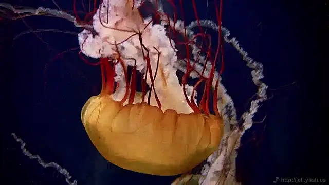 Snapshot of streamy_test11 chatting on 12-02-24, 08:09 streamy test11 online show from 12-02-24, 08:09