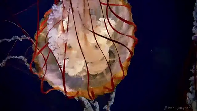 Snapshot of streamy_test11 chatting on 12-03-24, 09:55 streamy test11 online show from 12-03-24, 09:55