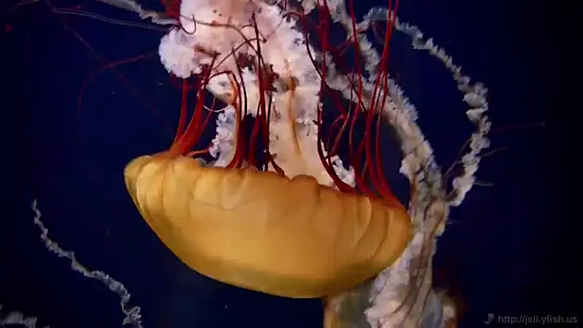 Snapshot of streamy_test11 chatting on 12-13-24, 08:09 streamy test11 online show from 12-13-24, 08:09