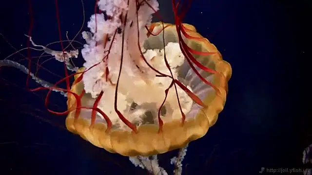 Snapshot of streamy_test11 chatting on 01-14-25, 08:20 streamy test11 online show from 01-14-25, 08:20