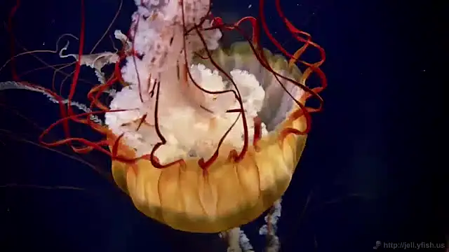 Snapshot of streamy_test11 chatting on 01-15-25, 08:09 streamy test11 online show from 01-15-25, 08:09