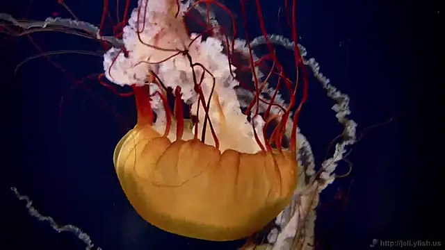 Snapshot of streamy_test11 chatting on 01-27-25, 09:23 streamy test11 online show from 01-27-25, 09:23