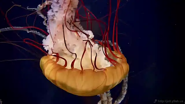 Snapshot of streamy_test11 chatting on 01-30-25, 02:15 streamy test11 online show from 01-30-25, 02:15