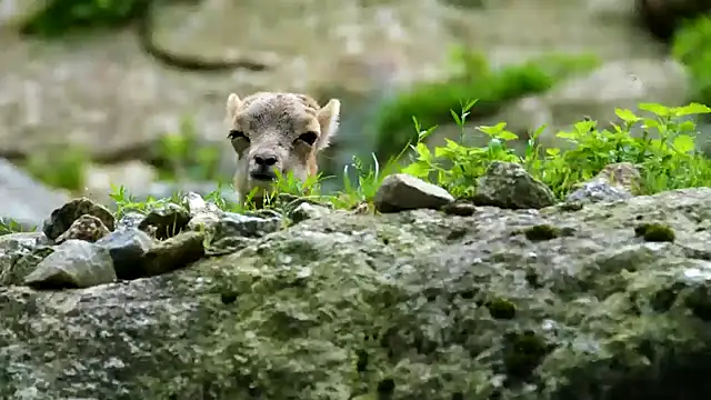 Snapshot of streamy_test11 chatting on 02-03-25, 12:03 streamy test11 online show from 02-03-25, 12:03