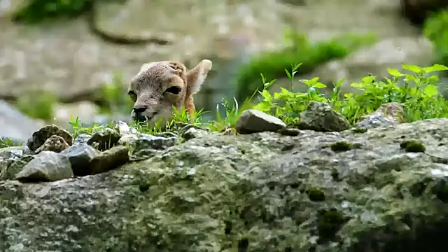 Snapshot of streamy_test11 chatting on 02-11-25, 03:51 streamy test11 online show from 02-11-25, 03:51