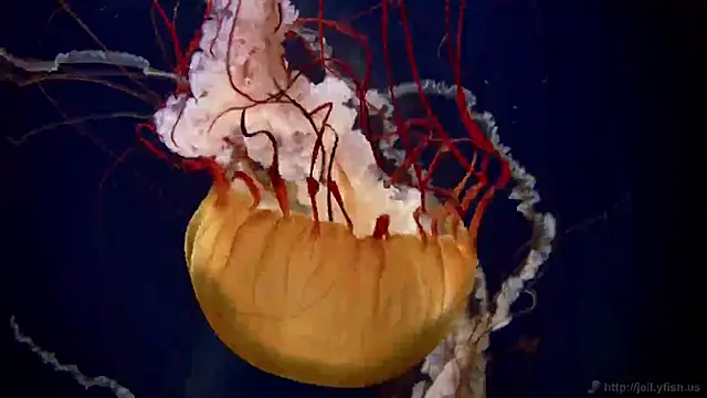 Snapshot of streamy_test11 chatting on 02-13-25, 08:48 streamy test11 online show from 02-13-25, 08:48