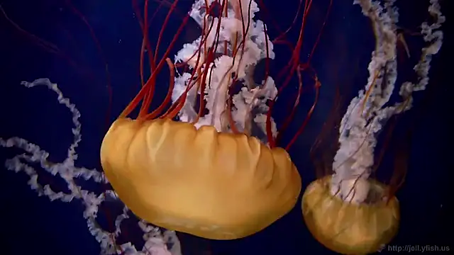 Snapshot of streamy_test11 chatting on 03-20-25, 08:31 streamy test11 online show from 03-20-25, 08:31