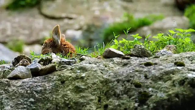 Snapshot of streamy_test11 chatting on 09-09-25, 09:20 streamy test11 online show from 09-09-25, 09:20