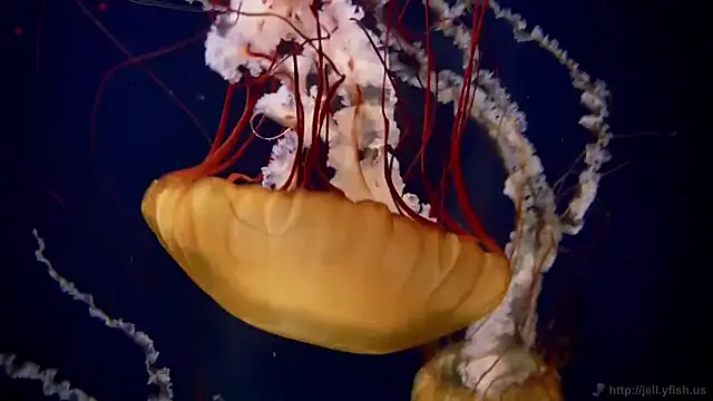 Snapshot of streamy_test11 chatting on 09-11-25, 12:38 streamy test11 online show from 09-11-25, 12:38