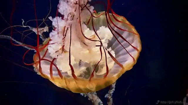 Snapshot of streamy_test11 chatting on 10-06-25, 12:57 streamy test11 online show from 10-06-25, 12:57