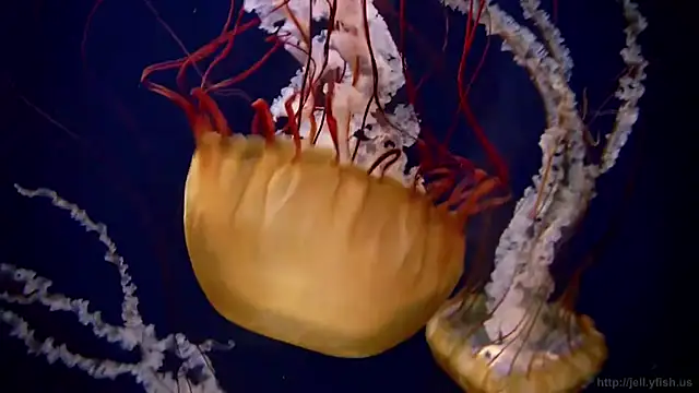 Snapshot of streamy_test11 chatting on 10-17-25, 07:11 streamy test11 online show from 10-17-25, 07:11