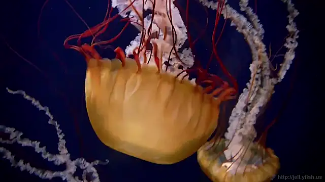 Snapshot of streamy_test11 chatting on 10-20-25, 10:59 streamy test11 online show from 10-20-25, 10:59