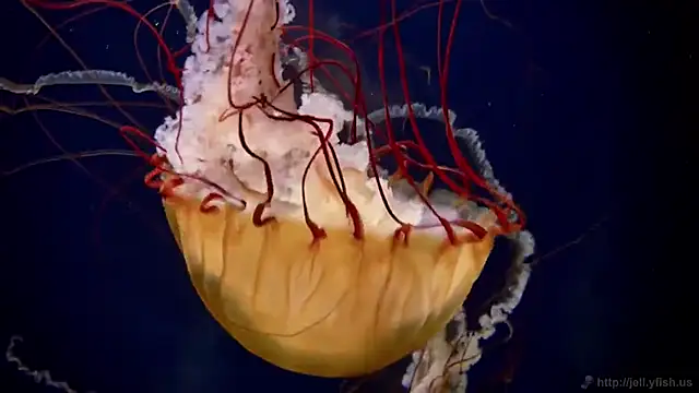 Snapshot of streamy_test11 chatting on 11-11-25, 04:29 streamy test11 online show from 11-11-25, 04:29