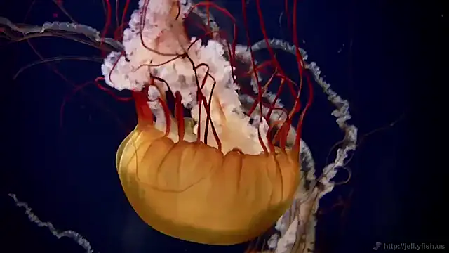 Snapshot of streamy_test11 chatting on 11-12-25, 01:44 streamy test11 online show from 11-12-25, 01:44