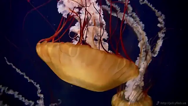 streamy test11 online show from 12-03-25, 08:56